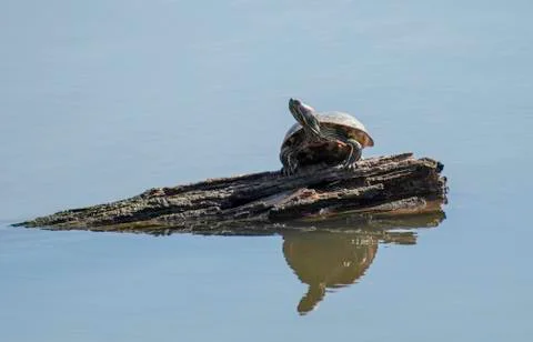 Turtle on log with reflection Stock Photos