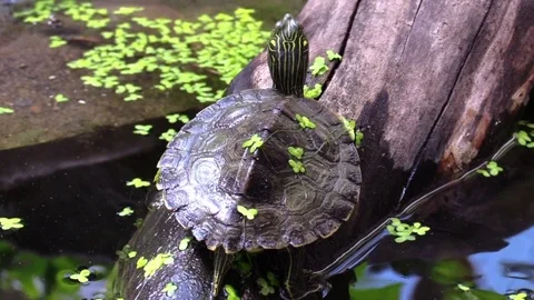 Turtle on log in river sunlight nature wildlife Stock Footage 77240841