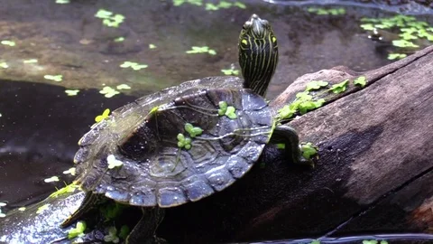 Turtle on log side view in sun light Stock Footage 77240820