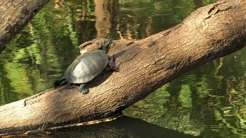 Turtle on Log sunning itself Video stock 116452657