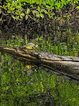Turtle on a log in the swamp Stock Photos