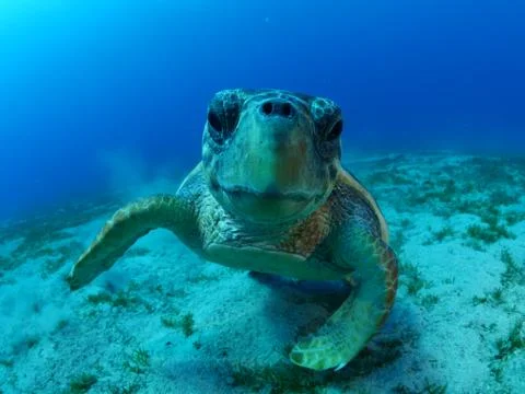 Turtle look camera underwater Stock Photos