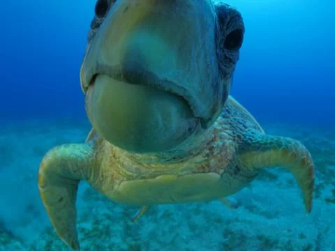 Turtle look camera underwater Stock Photos