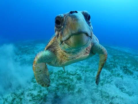 Turtle look camera underwater Stock Photos