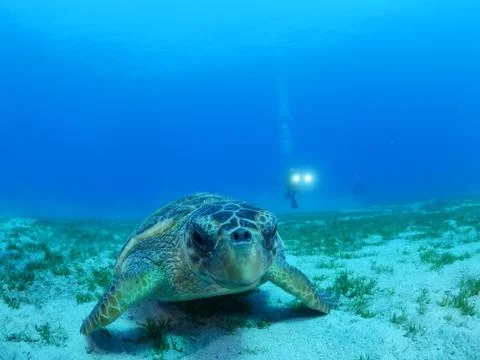Turtle look camera underwater Stock Photos