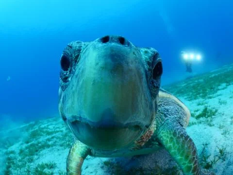 Turtle look camera underwater Stock Photos