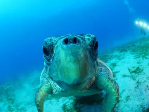Turtle look camera underwater Stock Photos
