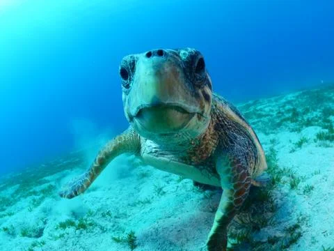 Turtle look camera underwater Stock Photos