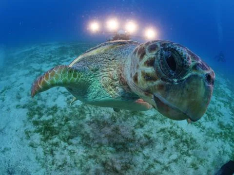 Turtle look camera underwater Stock Photos
