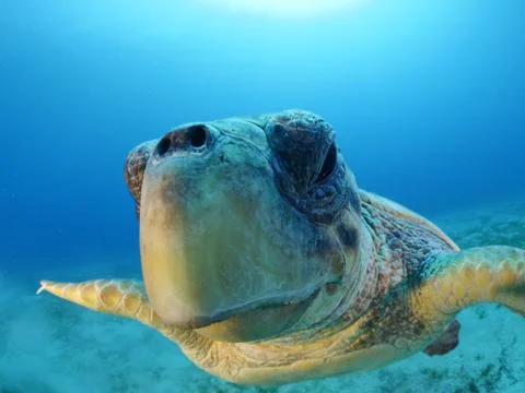 Turtle look camera underwater Stock Photos
