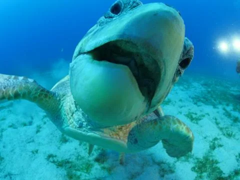 Turtle look camera underwater Stock Photos