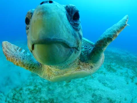 Turtle look camera underwater Stock Photos