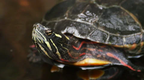 Turtle Looking Up in the Air in the Water, 4K Stock Footage 53136435