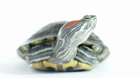 Turtle looking around Stock Footage 48951165