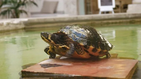 Turtle Looking Around Stock Footage 130571261