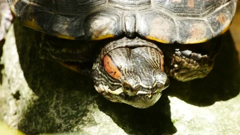 Turtle looking around then Leaving Stock Footage 181887347