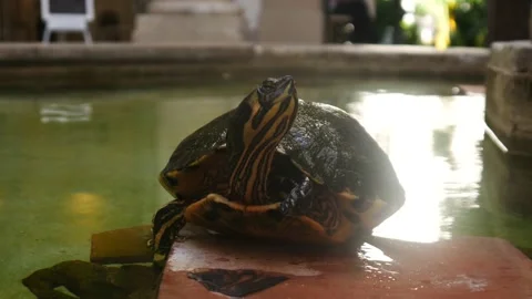 Turtle Looking At The Camera Stock Footage 130571115