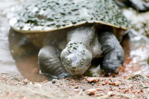 Turtle looking into the camera Stock Photos