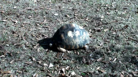 Turtle looking for food Stock Footage 38852626