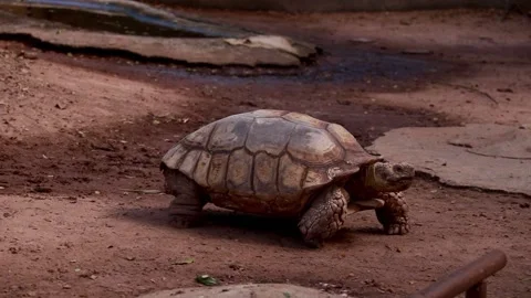 The turtle is looking for food on the ground. Stock Footage 225413237