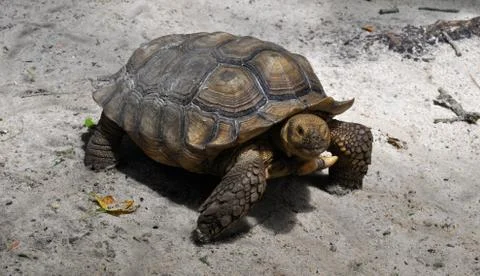 Turtle looking 写真素材