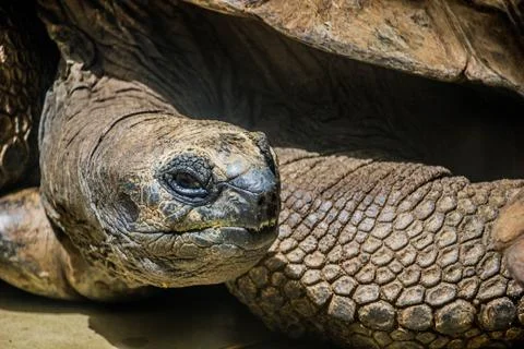 Turtle looking 스톡 사진