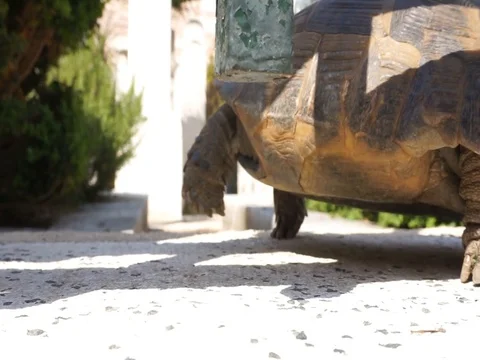 Turtle looking to the right and left Stock Footage 108055948