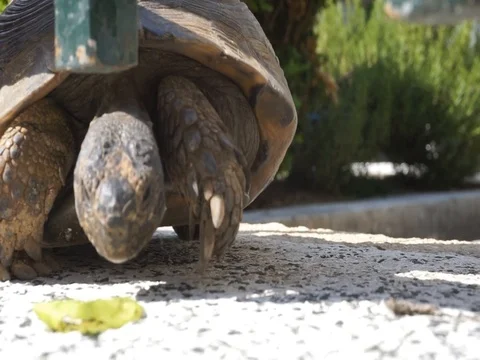 Turtle looking to the right and left Stock Footage 108055957