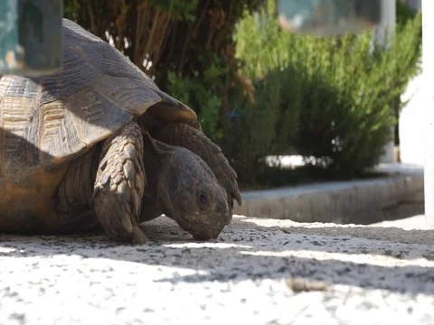 Turtle looking to the right and left Stock Footage 108055959