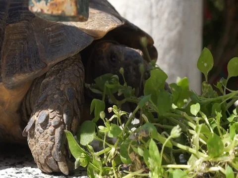 Turtle looking to the right and left Stock Footage 108055961