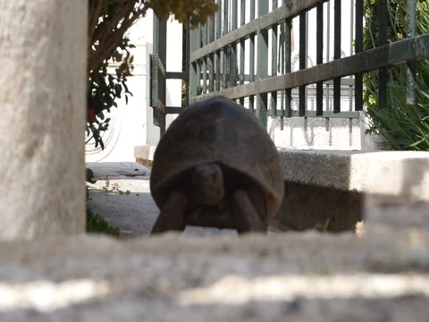 Turtle looking to the right and left Stock Footage 108056035