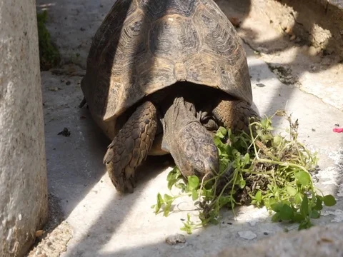 Turtle looking to the right and left Stock Footage 108056042