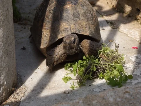 Turtle looking to the right and left Stock Footage 108056050