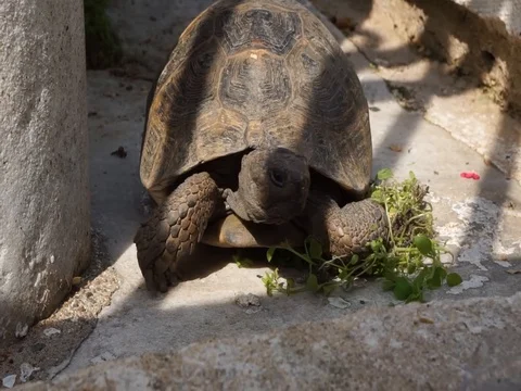 Turtle looking to the right and left Stock Footage 108056052