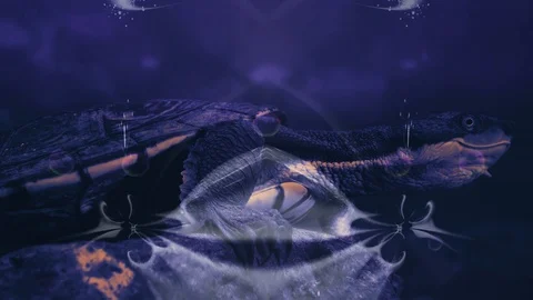 The turtle looks around. Abstract moving patterns. Neon light Stock Footage 125329601
