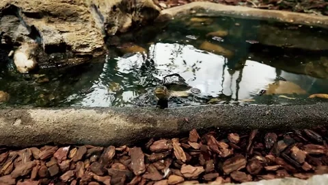 The turtle looks out of the water Video stock 238678959