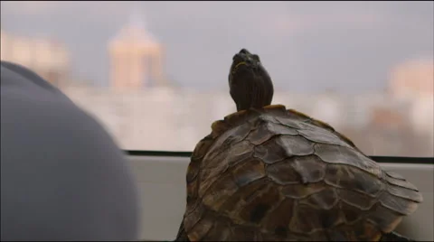 Turtle looks out the window Stock Footage 40690274