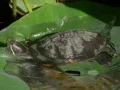 Turtle on Lotus Leaf 5 Web Footage