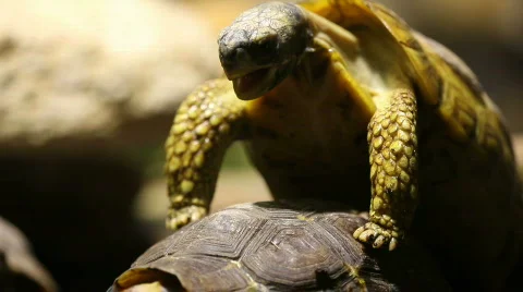 Turtle in love Stock Footage 493548