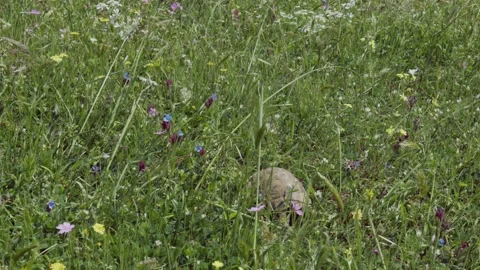 Turtle on low grass 動画素材 239191119