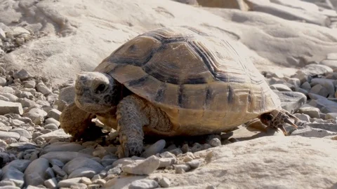 Turtle in macro Stock Footage 91266046