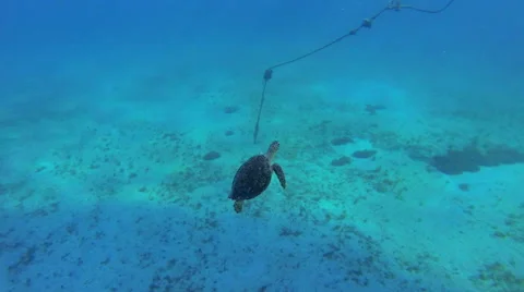 A turtle makes an apperance to the surface Video stock 42754427