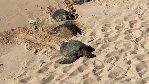 Turtle makes tracks as it climbs up the beach Stock Footage 247022643