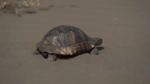 Turtle Making Its Way Across Sand Stock Footage 327081583