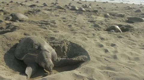 Turtle making nest Stock Footage 9311594