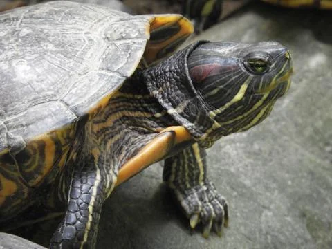 Turtle Malaysia Stock Photos