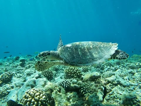 Turtle Maldives Video stock 237677396