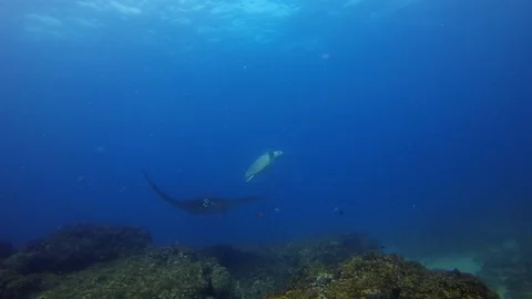 Turtle &amp; Manta Ray. Green Turtle Or Sea Turtle &amp; Beautiful Blue Sea Marine Life Stock Footage 119546956