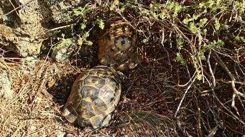 Turtle Mating Behavior on Land, Natural Courtship Ritual of Reptiles Stock Footage 316061494