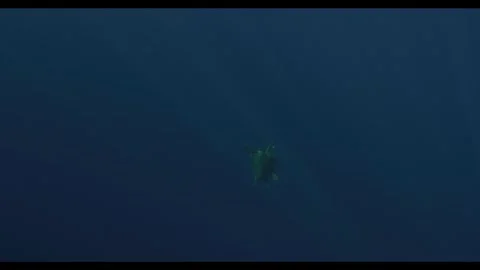 Turtle mating in the vast blue  wide shot and close approach. Witness the in Stock Footage 274048818